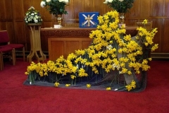 Daffodil-Cross