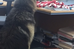 Cody guarding Pocket